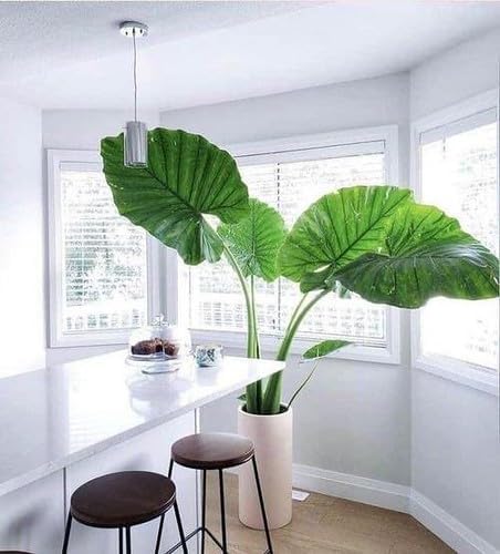 Gardenera Premium Elephant Ear Plant Potting Mix - Expertly Crafted Blend for Optimal Alokasia Growth and Striking Foliage - 1 Quart