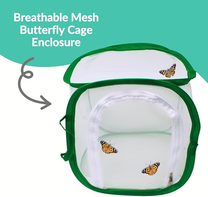 Clearwater Butterfly Live Painted Lady Butterflies - Butterfly Growing Kit with Live Caterpillars - Mesh Cage Included - Butterfly Habitat - 10 Live Caterpillars to Butterflies - Live Butterfly Kit