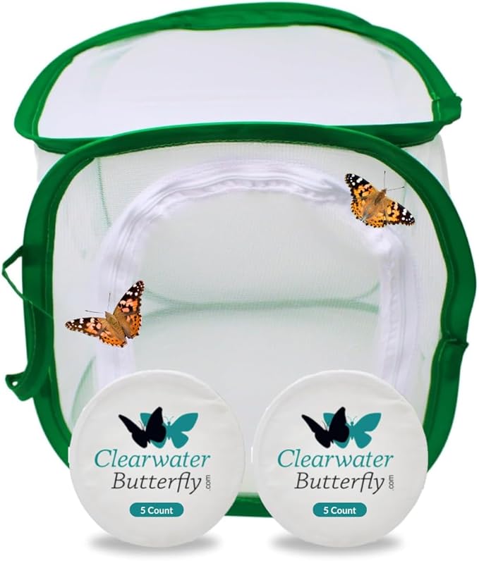 Clearwater Butterfly Live Painted Lady Butterflies - Butterfly Growing Kit with Live Caterpillars - Mesh Cage Included - Butterfly Habitat - 10 Live Caterpillars to Butterflies - Live Butterfly Kit