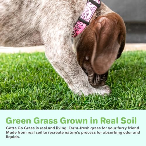 BETHEL Gotta Go Grass - Real Grass Dog Potty Pad with Tray, Indoor/Outdoor Natural Reusable Puppy Pee Pads, Fresh Patch for Puppy Potty Training & Dog Accessories- 2 Pack (16" x 24") - size: 2 Pack, With Tray