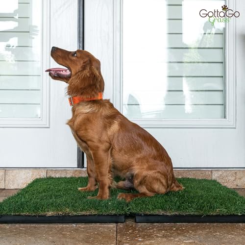 Gotta Go Grass - Real Dog Grass for Pet Training, Natural Grass Patch Potty, Refill Dog Grass Pad, Puppy Potty Training, Dog Accessories, Perfect Indoor/Outdoor Portable Potty, Pet Loo (16" x 24") - size: 1 Pack, Refill (no tray)