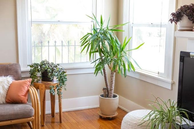 Gardenera's Peace Lilies Potting Mix - Ensure Peace Lily Health with Gardenera's Expertly Blended Soil Mix [5-Quart Bag]