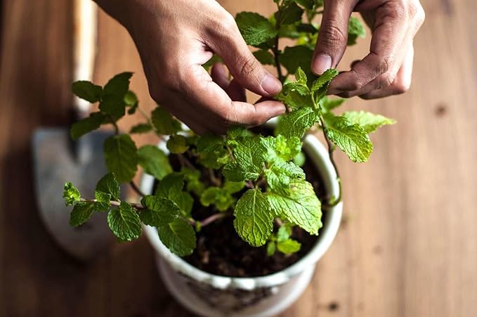 Premium Spearmint Plant Soil Mix by Gardenera - Stimulate Growth and Enhance Aroma with Nourishing Formula - 5 Quart