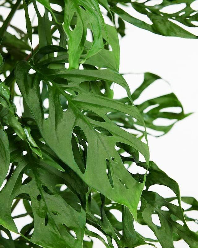 Gardenera Olive Tree Premium Potting Mix - Optimal Air, Moisture, and Nutrient Balance for Healthy Trees - 2 Quart
