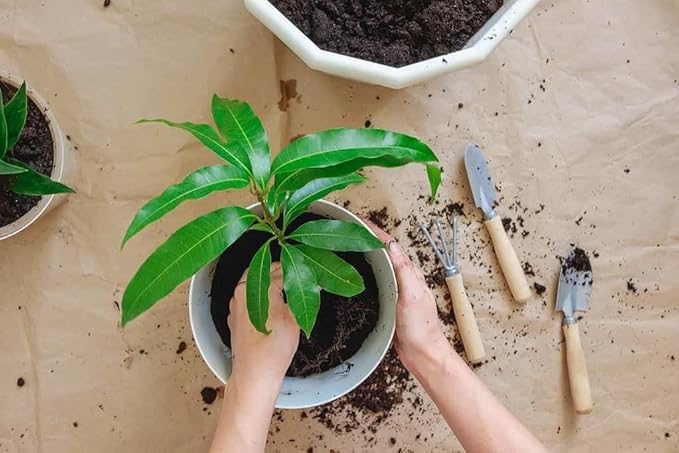 Gardenera Premium Mango Tree Potting Mix - Crafted for Lush Growth and Abundant Mangoes - 1 Quart