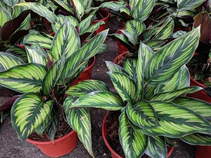 Gardenera Calathea Potting Mix - Promote Strong Roots and Captivating Patterns with Our Premium Blend - 4 Quart