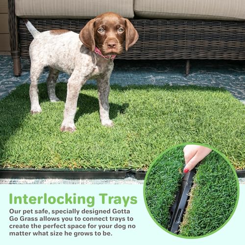 BETHEL Gotta Go Grass, Dog Natural Grass Patch Potty, Real Dog Grass for Pet Training, Dog Grass Pad with Tray, Puppy Potty Training, Dog Accessories, Perfect Indoor/Outdoor Portable Potty Pet Loo - size: 1 Pack, With Tray