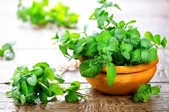 Premium Spearmint Plant Soil Mix by Gardenera - Stimulate Growth and Enhance Aroma with Nourishing Formula - 5 Quart