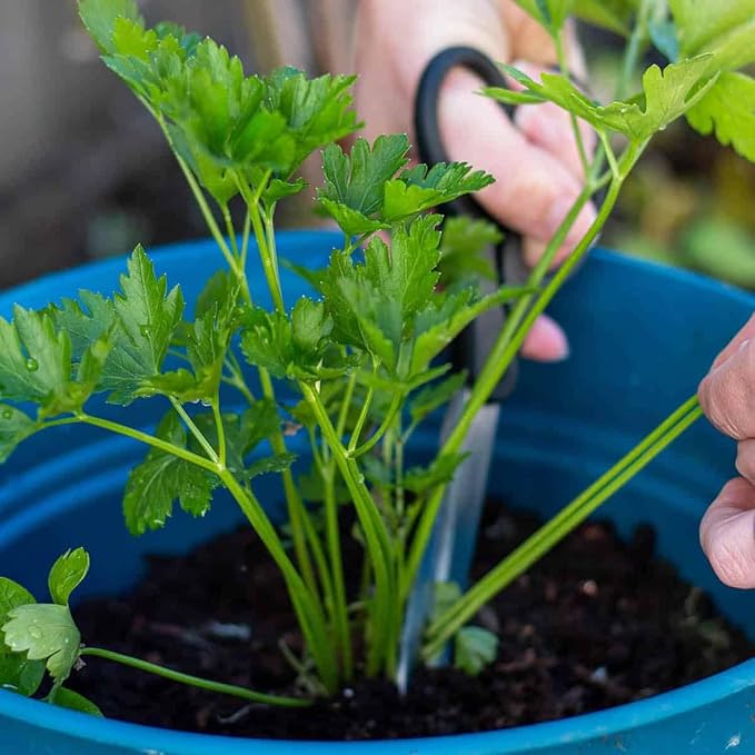 Gardenera Premium Parsley Plant Potting Mix - Crafted for Vibrant Parsley Growth and Fresh Culinary Flavor - 1 Quart