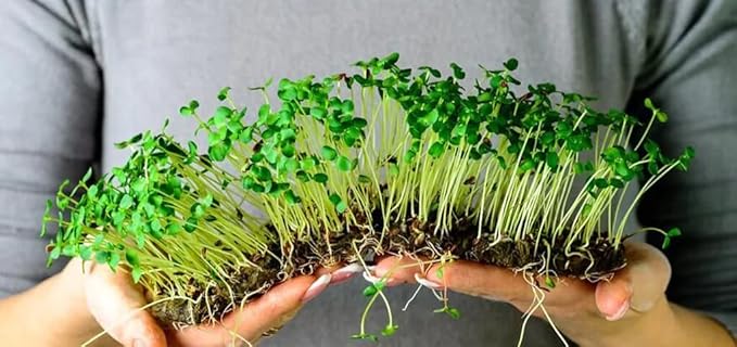 Gardenera Organic Microgreens Premium Potting Mix: Natural Ingredients for Healthy Growth and Nutrient Retention - 1 Quart