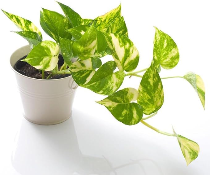 GARDENERA Epipremnum Plant Potting Soil - Enhance Foliage and Health with Professional Grade Nutrient-Rich Mix - 3 Quart