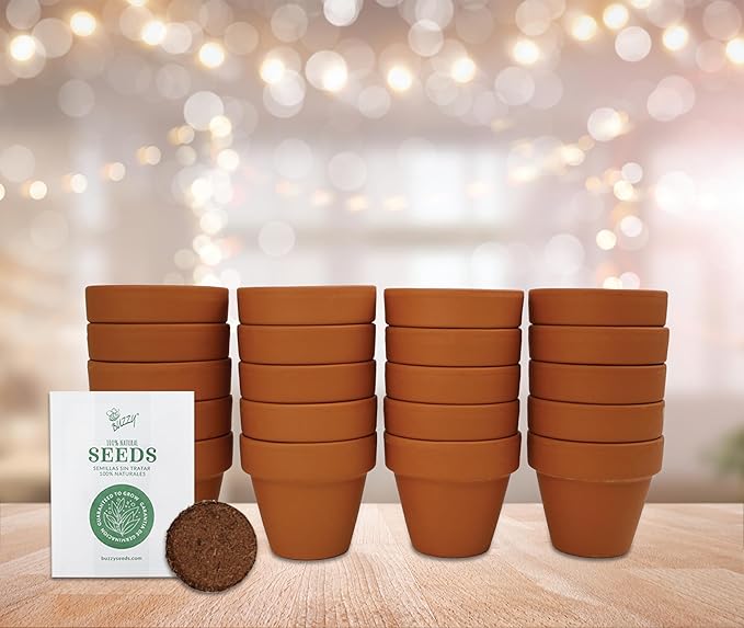 BUZZY Seeds Spruce Terracotta Mini Grow Pots – Indoor Tree Starter Kit Bulk 20-Pack – DIY Planting Kit – Grow Mini Spruce Trees for Gardening, Classroom Projects, Crafts, Gifts & Earth Day