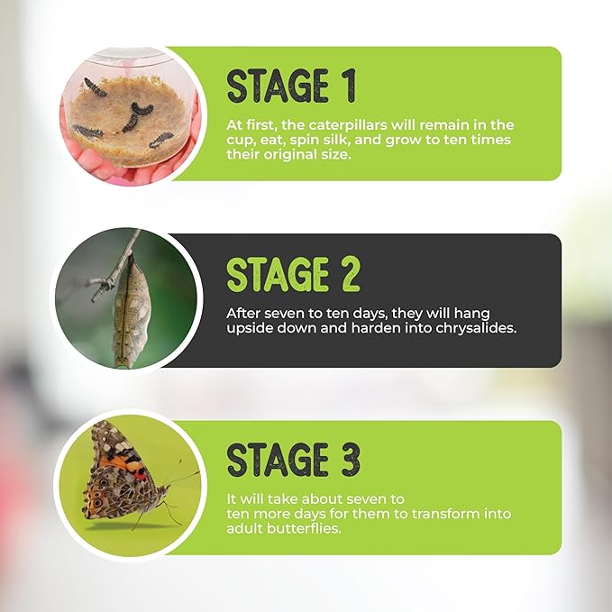 30 Live Caterpillars for Butterfly Habitat Kit - Refill for Painted Lady Butterfly Kit with Caterpillar Food, Instructions - Educational Science Kit, 6 Cups of 5 Caterpillars