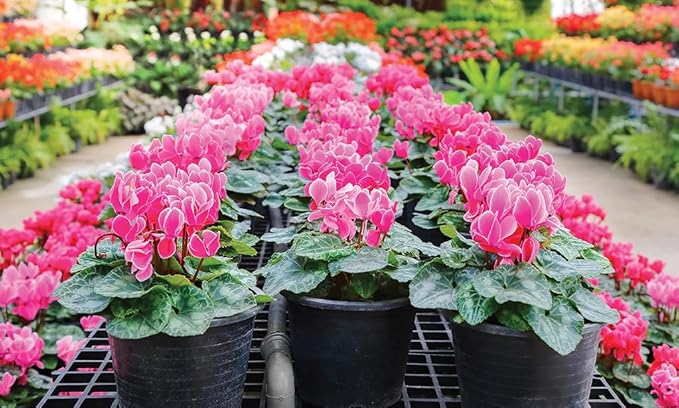 Gardenera Premium Cyclamen Potting Soil Mix - Perfect Balance of Nutrients, Drainage, and Aeration for Thriving Blooms - 20 Quart