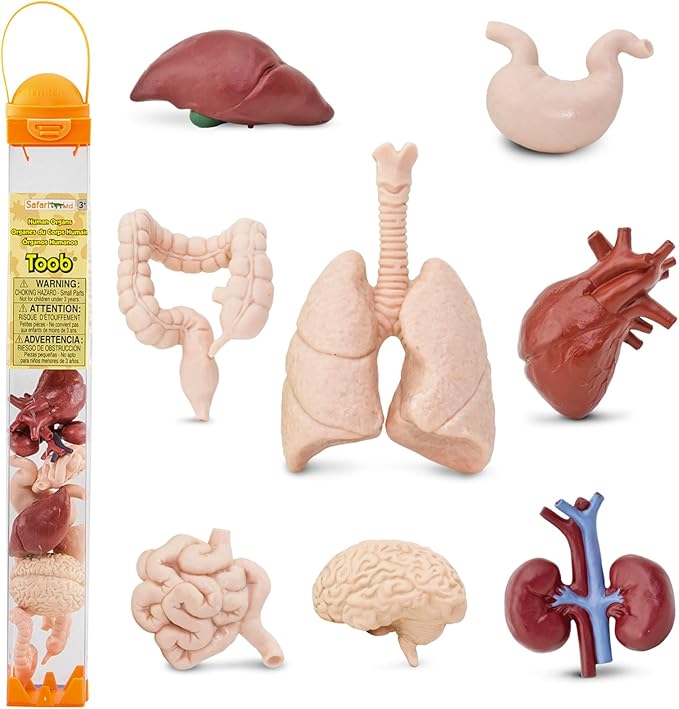 Safari Ltd. Human Organs TOOB - 8 Mini Figurines Including Brain, Heart, Lungs, Liver, Kidneys, Stomach, and Intestines - Anatomy Educational Toy Figures for Boys, Girls & Kids Ages 3+