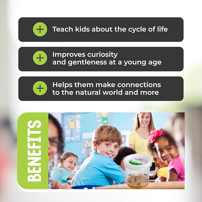 30 Live Caterpillars for Butterfly Habitat Kit - Refill for Painted Lady Butterfly Kit with Caterpillar Food, Instructions - Educational Science Kit, 6 Cups of 5 Caterpillars