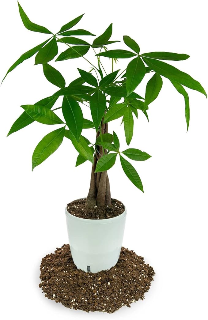 GARDENERA Money Tree Potting Soil Mix for Planting or Repotting Guiana Chestnut, Soil Blended to Properly Grow Money Tree Plants (3 Quart Bag)