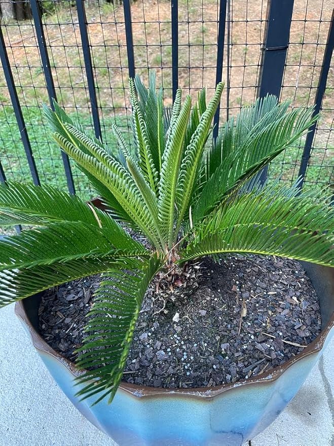 Elevate Your Space with Gardenera's Organic Potting Mix - Tailored for Healthy SOGO Palm Plants and Striking Form - 2 Quart