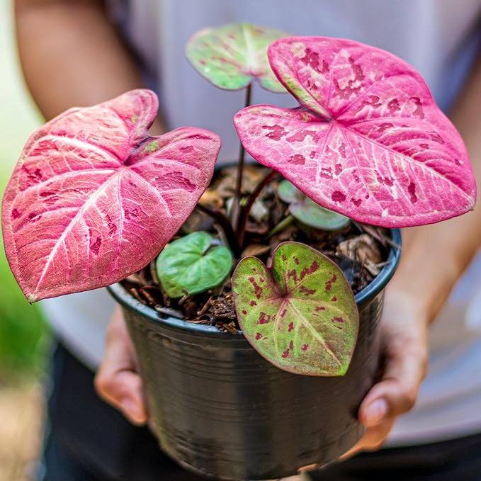 Elevate Your Space with Gardenera's Organic Potting Mix - Tailored for Thriving Caladium Plants and Captivating Leaves - 2 Quart, MAIN-CALADIUM-2QT