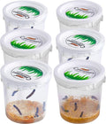 30 Live Caterpillars for Butterfly Habitat Kit - Refill for Painted Lady Butterfly Kit with Caterpillar Food, Instructions - Educational Science Kit, 6 Cups of 5 Caterpillars