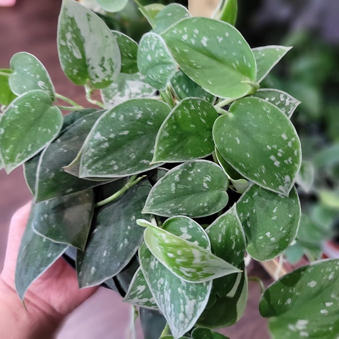 Gardenera Premium Scindapsus Sterling Plant Potting Mix - Crafted for Luxurious Growth and Stunning Variegation - 1 Quart