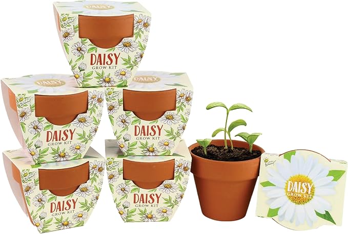 BUZZY Seeds Daisy Daydream Collection Mini Terracotta Grow Pots 6-Pack, All-in-One Starter Kit with Seed Packs and Growing Medium, Wedding Favors, Gardening Gifts, Stocking Stuffer