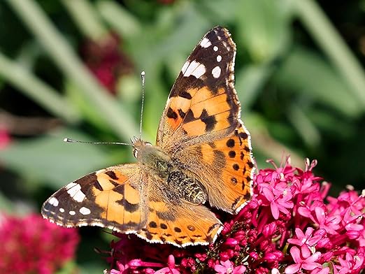 Insect Lore Cup of Caterpillars - 5 Live Painted Lady Caterpillars with Food - Refill for Butterfly Garden Kit - Stickers & Chrys-A-Lid Holding Log Included - STEM Learning Activity