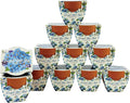 BUZZY Seeds Mini Terracotta Pots 12-Pack Daydream Forget-Me-Not Flowers, All-in-One Seed Starter Kit for Kids and Adults, Indoor Outdoor Gardening Gift, Wedding Favors, Seeds for Planting Flowers