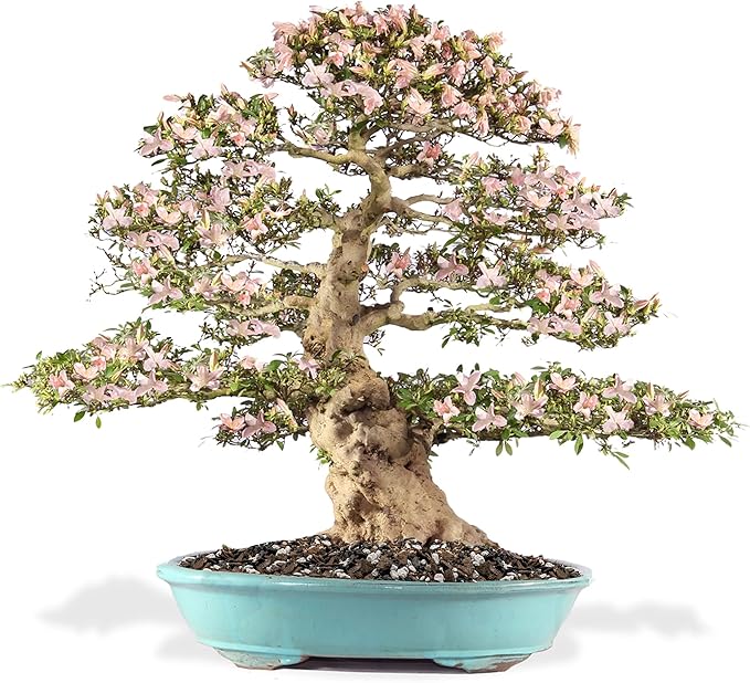 Premium Bonsai Soil All Purpose Fast Draining Mix - Pumice, Lava, Calcined Clay and Pine Bark Potting Pre Mixed Bonsai Plant Soil Mixture by GARDENERA - Made in USA - (1 Quart Bag)