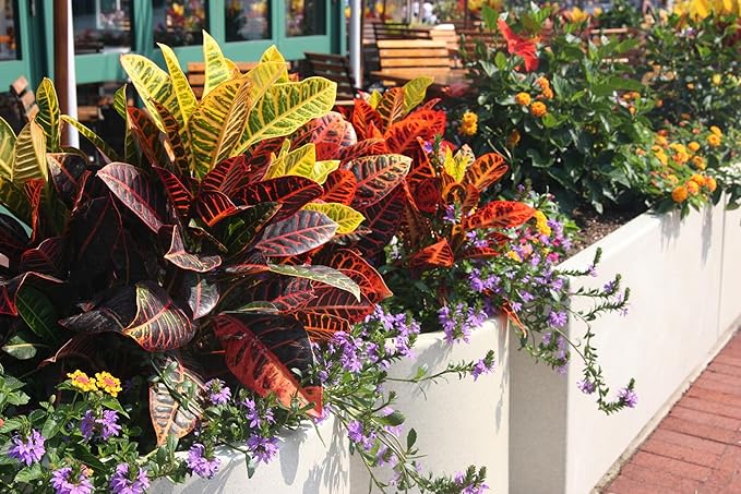 Gardenera Premium Assorted Foliage Potting Mix - Expertly Crafted Blend for Optimal Growth and Vibrant Display - 1 Quart