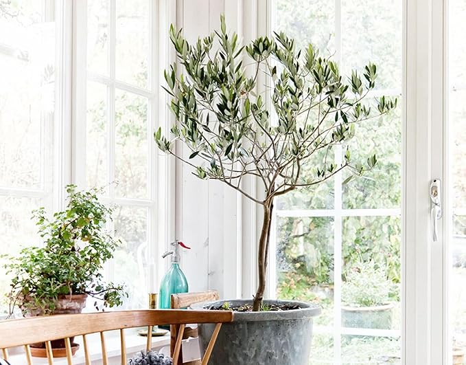 Gardenera Olive Tree Premium Potting Mix - Optimal Air, Moisture, and Nutrient Balance for Healthy Trees - 2 Quart